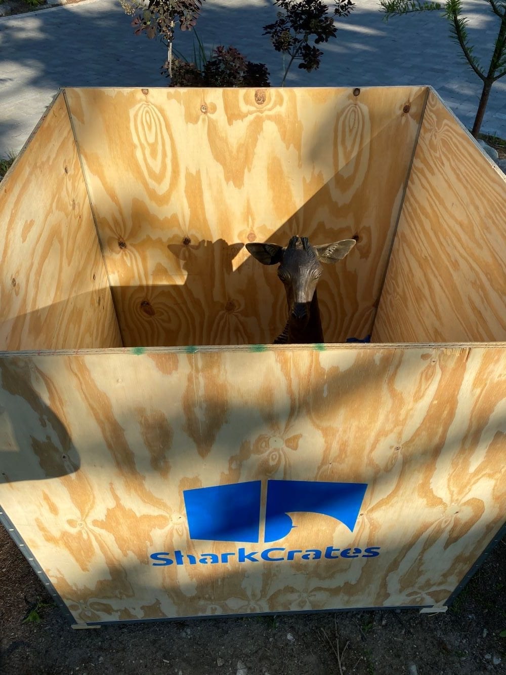 Giraffe poking its head out of the SharkCrate